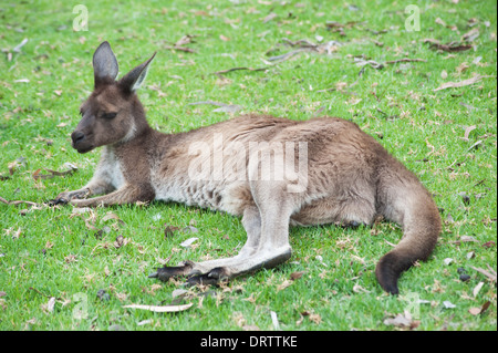 einheimischen australischen Känguru liegen und ruht auf dem Rasen Stockfoto