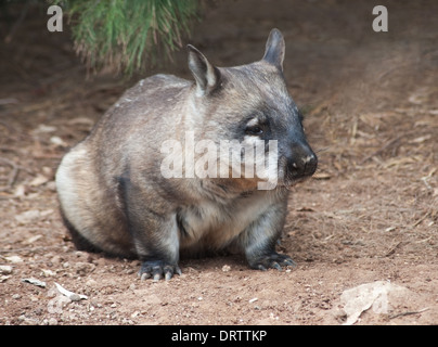 einheimischen australischen Wombat sitzen und auf der Suche nach etwas Stockfoto