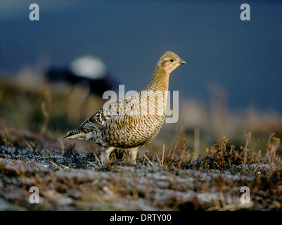 Birkhuhn at Tetrix - weiblich Stockfoto