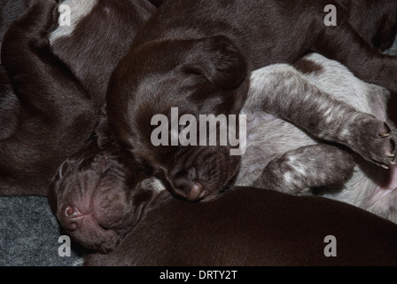 Ein Wurf von Neugeborenen Deutsch Kurzhaar-Pointer Welpen Stockfoto