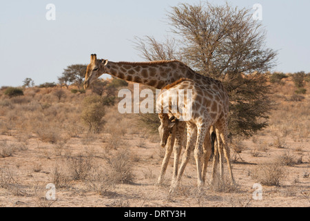 South African Giraffe Kämpfe in der Kalahari Wüste Stockfoto