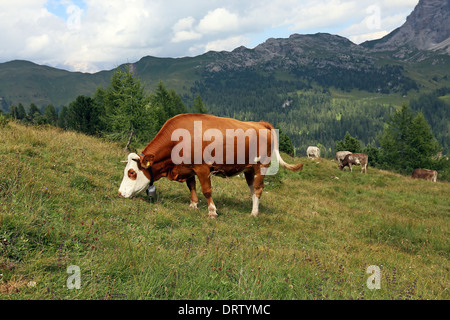 Kuh grasen. Val Venegia. Die Pale di San Martino. Die Dolomiten des Trentino. Italienische Alpen. Stockfoto