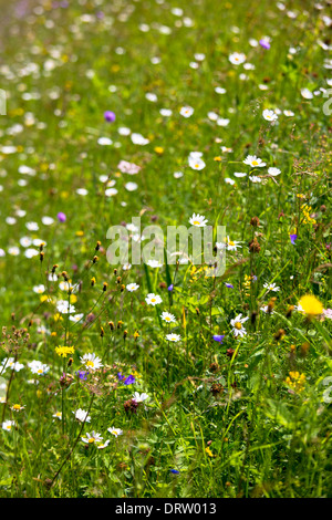 Alpine Blumenwiese im Schweizerischen Nationalpark, den Schweizer Alpen, Schweiz Stockfoto