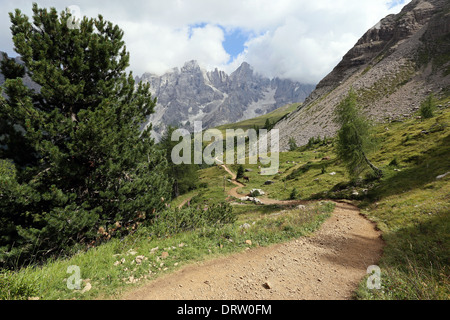 Pinus cembra Baum, Wanderweg. Die Pale di San Martino Berggruppe. Die Trentiner Bergwelt. Italienische Alpen. Stockfoto