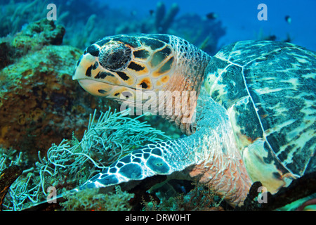 Hawksbill Turtle (Eretmochelys Imbricata) close-up, Cozumel, Mexiko Stockfoto