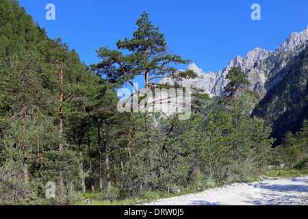 Bergvegetation in den Dolomiten: willow, Pinus sylvestris. Val d'Oten. Dolomiti. Venetien. Italien. Europa. Stockfoto