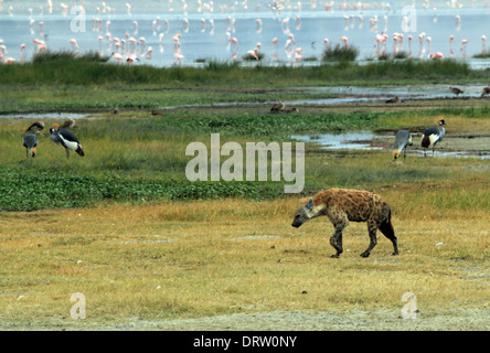 Gefleckte Hyänen (Crocuta Crocuta) nähert sich in Grass, Ngorongoro Krater, Tansania Stockfoto