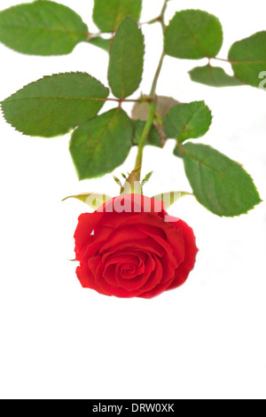 Leuchtend rote Rose mit grünen Blätter über weiß isoliert Stockfoto