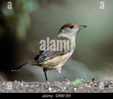 Mönchsgrasmücke Sylvia atricapilla Stockfoto