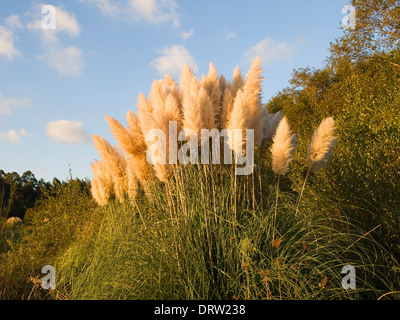 Pampasgras (Cortaderia Selloana) am Nachmittag mit Sonnenlicht Stockfoto