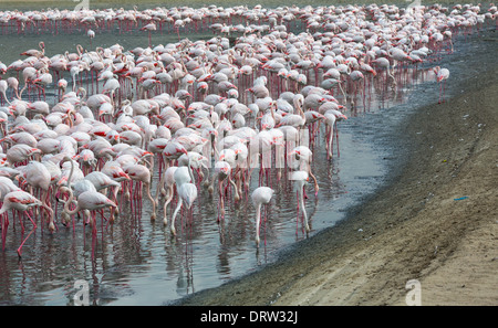 Rosa Flamingos in der Lagune Ras al Khor Stockfoto