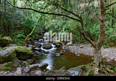 Der Owengarriff River im Killarney National Park auf dem Ring of Kerry, County Kerry, Irland Stockfoto