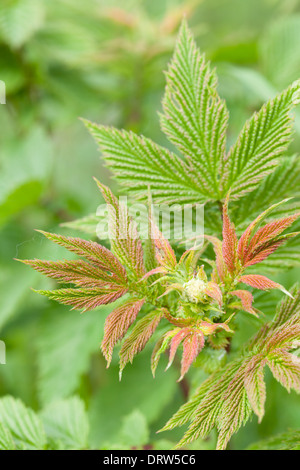 Dame des Werks Wiese Stockfoto