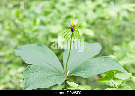 Einbeere Stockfoto