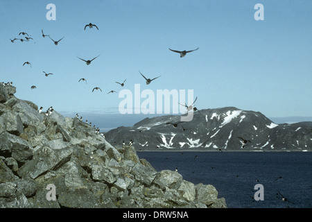 Little Auk Alle alle Stockfoto