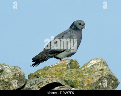 Hohltaube Columba oenas Stockfoto