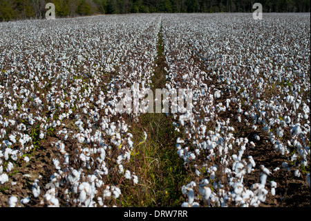 USA Mississippi MS Miss zentrale Kulturpflanzen Baumwolle Felder mit Wattebällchen in voller Blüte reif für die Ernte Stockfoto