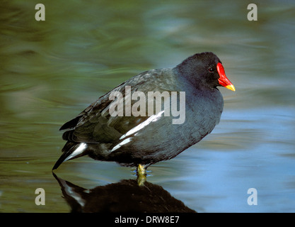 Moorhen Gallinula chloropus Stockfoto