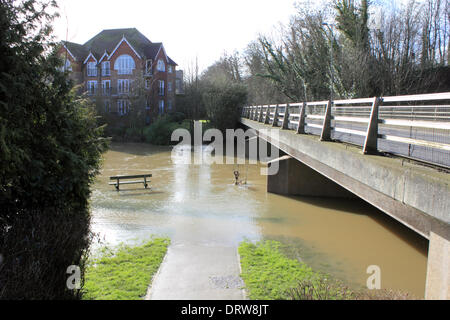 Leatherhead, Surrey, England, UK. 2. Februar 2014. Nach den außergewöhnlichen Ebenen Niederschläge in ganz Großbritannien ist der Fluss Maulwurf seine Ufer an vielen Orten in Surrey geplatzt. Hier in Leatherhead am Flussufer Wanderweg hat wurde verschluckt werden durch den Fluss und die Felder sind unter mehreren Zoll Wasser. Bildnachweis: Julia Gavin/Alamy Live-Nachrichten Stockfoto