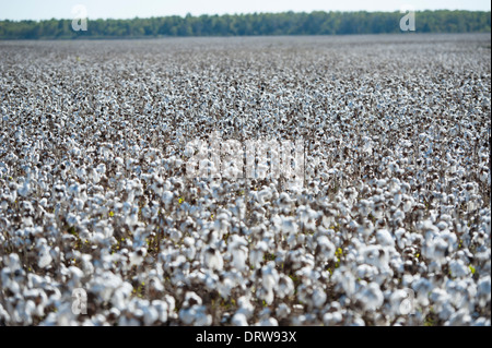 USA Mississippi MS Miss zentrale Kulturpflanzen Baumwolle Felder mit Wattebällchen in voller Blüte reif für die Ernte Stockfoto