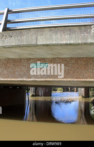 Leatherhead, Surrey, England, UK. 2. Februar 2014. Nach den außergewöhnlichen Ebenen Niederschläge in ganz Großbritannien ist der Fluss Maulwurf seine Ufer an vielen Orten in Surrey geplatzt. Hier in Leatherhead am Flussufer Wanderweg hat wurde verschluckt werden durch den Fluss und die Felder sind unter mehreren Zoll Wasser. Der Riverside Weg zum gemeinsamen Wiese unter Wasserstraße Straße ist unpassierbar. Bildnachweis: Julia Gavin/Alamy Live-Nachrichten Stockfoto