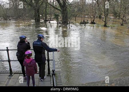 Leatherhead, Surrey, England, UK. 2. Februar 2014. Nach den außergewöhnlichen Ebenen Niederschläge in ganz Großbritannien ist der Fluss Maulwurf seine Ufer an vielen Orten in Surrey geplatzt. Hier in Leatherhead eine Familie beobachten Sie das schnelle fließende Wasser, wie es geht unter den 14 Bogen Brücke im Jahre 1783. Bildnachweis: Julia Gavin/Alamy Live-Nachrichten Stockfoto
