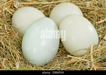 Vier frische Ente Freilandeier in einem Nest aus Heu Stockfoto