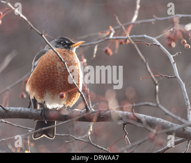 American Robin auf einem Ast Stockfoto