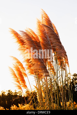 Pampasgras (Cortaderia Selloana) am Nachmittag mit Sonnenlicht und vertikale Zusammensetzung Stockfoto