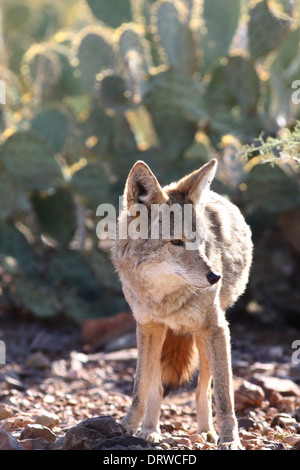 Kojoten jagen in Arizona-Sonora-Wüste Stockfoto