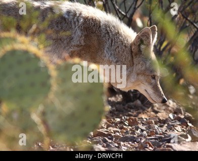 Kojoten jagen in Arizona-Sonora-Wüste Stockfoto