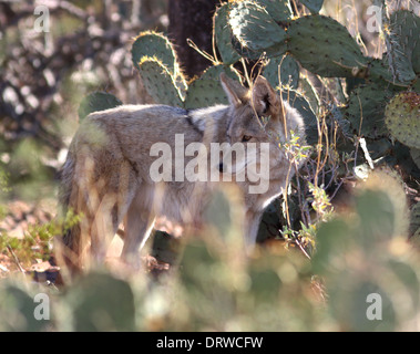 Kojoten jagen in Arizona-Sonora-Wüste Stockfoto