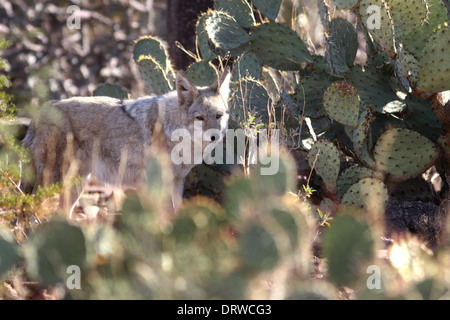 Kojoten jagen in Arizona-Sonora-Wüste Stockfoto