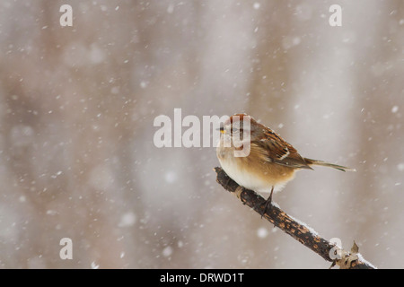 Ein Baum-Spatz im Schneesturm Stockfoto