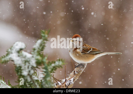 Ein Baum-Spatz im Schneesturm Stockfoto