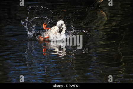 Männliche Stockente waschen im Kanal Stockfoto