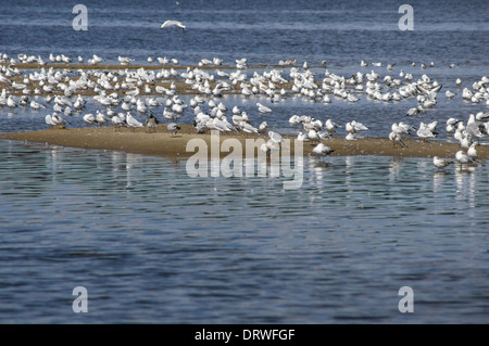 Schwarm Möwen am Flussufer Stockfoto