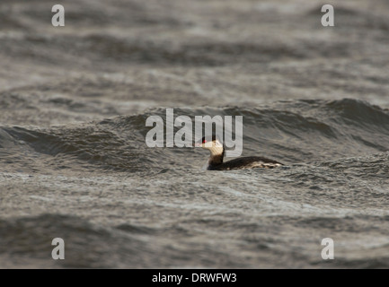 Slawonische Haubentaucher (Podiceps Auritus) im Winterkleid. Die Art ist bekannt als der Ohrentaucher in Nordamerika. Stockfoto