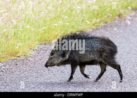 Javelina Tayassu Tajacu Davis Mountains State Park Texas USA Stockfoto