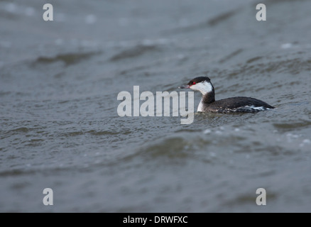 Slawonische Haubentaucher (Podiceps Auritus) im Winterkleid. Die Art ist bekannt als der Ohrentaucher in Nordamerika. Stockfoto