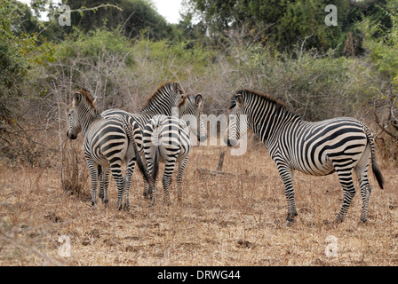 Eine kleine Gruppe von vier gemeinsamen oder Burchell Zebra (Equus Quagga) Stockfoto