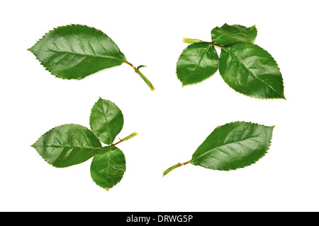 Eine Sammlung von Rosenblättern auf weißem Hintergrund. Stockfoto