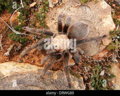 Wüste Blonde Vogelspinne Aphonopelma Chalcodes Santa Rosa State Park-New-Mexico-USA Stockfoto