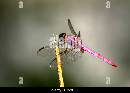 Rosigen Skimmer Orthemis Ferruginea Mitchell See Audubon San Antonio Texas USA Stockfoto