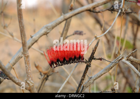 Zahnbürste-Baum (Salvadora Persica). Nahaufnahme der Blüte. Stockfoto