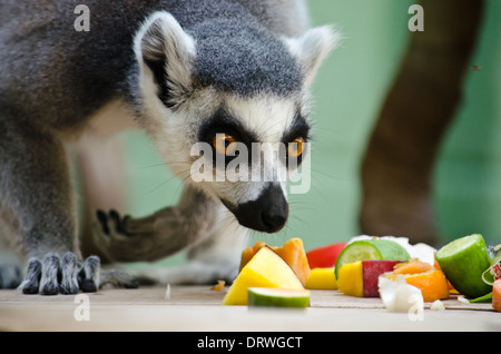 Ring-tailed Lemur ernähren sich von Obst Stockfoto