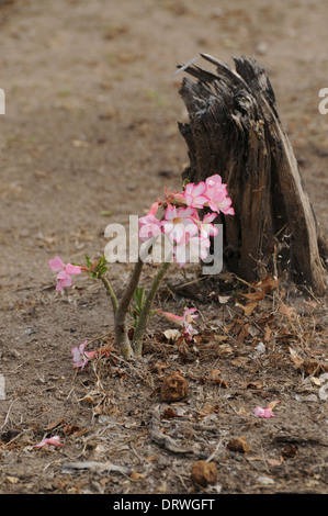 Desert rose (Adenium Obesum) in Blume, Selous Game Reserve, Tansania Stockfoto