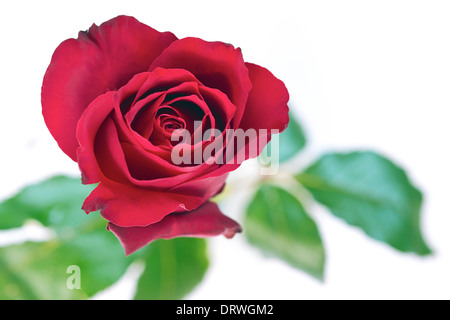 Eine Nahaufnahme der roten rose auf weißem Hintergrund. Stockfoto