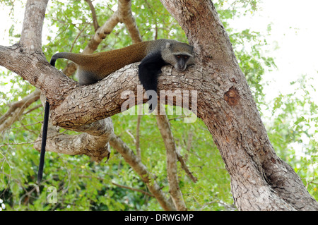 Syke Affe auch bekannt als die weiße-throated oder Samango Affe (grüne Albogularis) Stockfoto