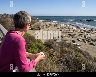 Weiblich, Blick auf See-Elefanten am Piedras Blancas Strand, Kalifornien USA Stockfoto